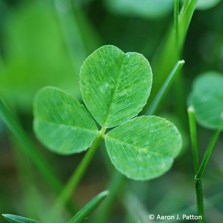 Genuine white clover leaves