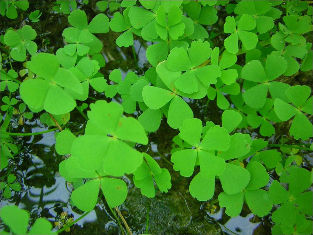 Marsilea water fern leaves