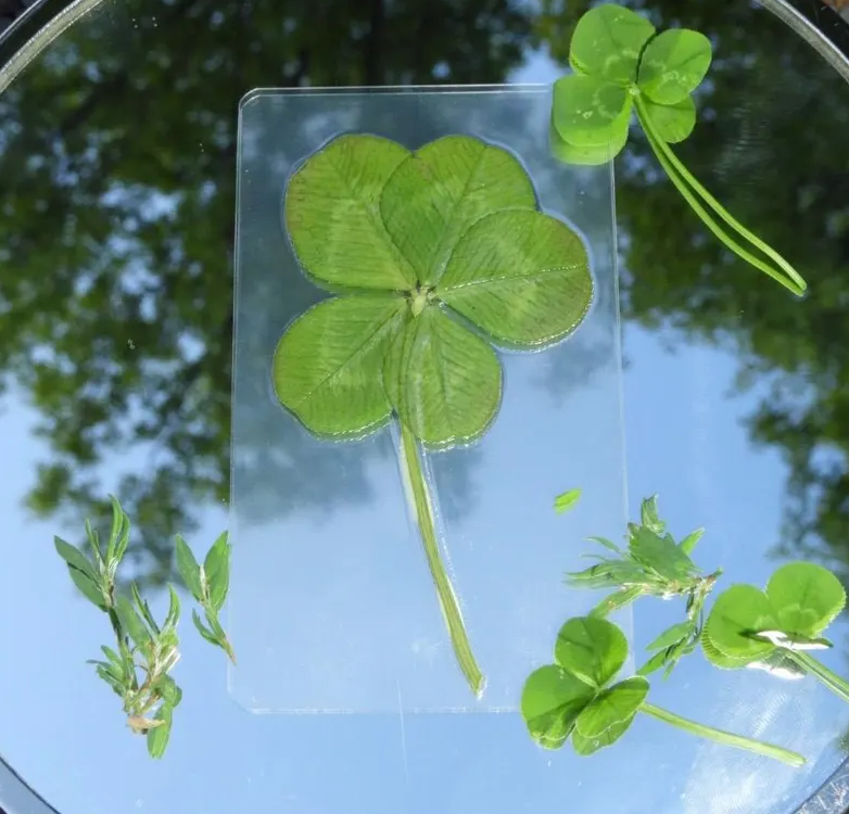 Rare five-leaf clover