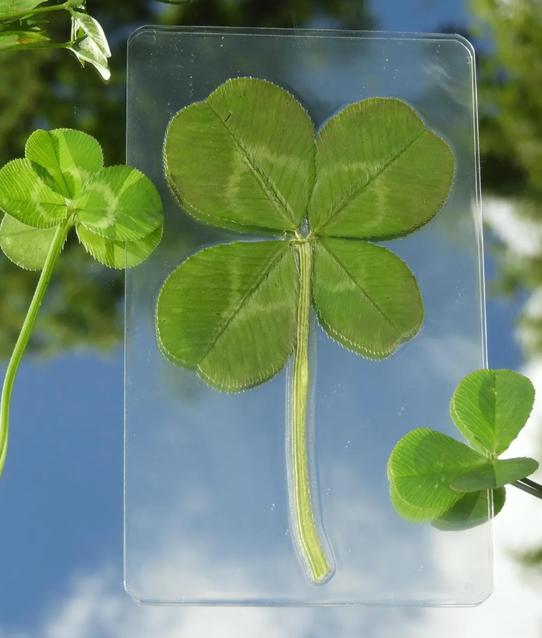 A genuine four-leaf clover, laminated and held up against the sky