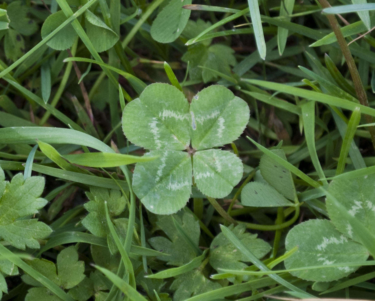White clover stem with a fourth leaflet