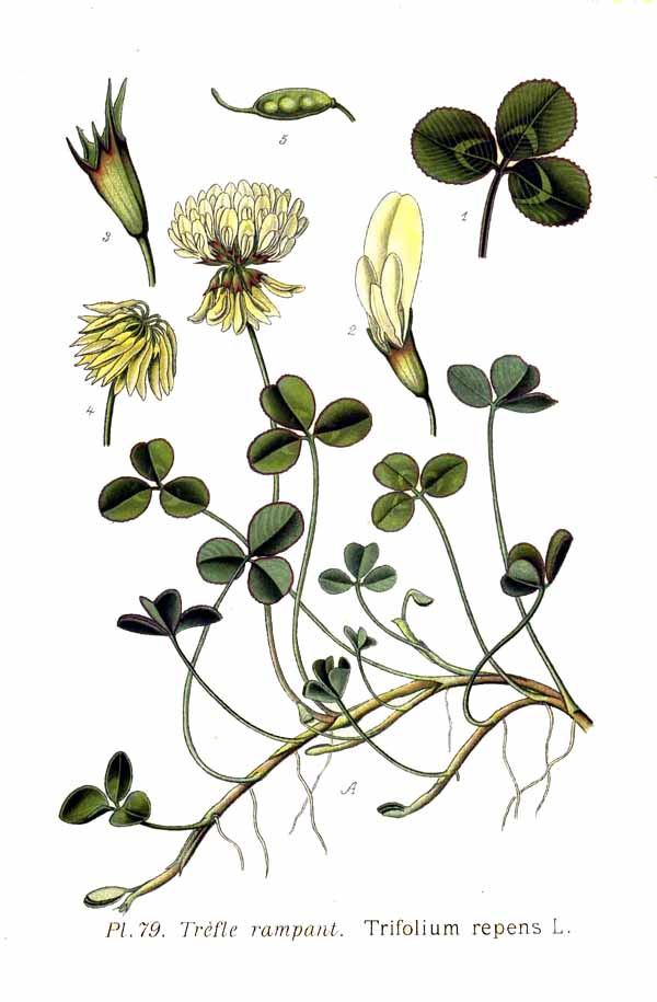 Botanical illustration of white clover, Trifolium repens